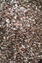 Pattern background of die shellfish