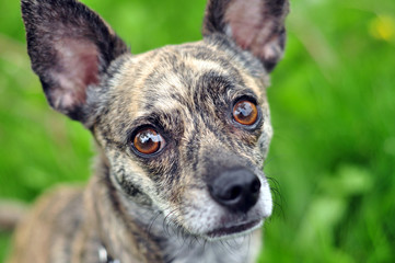 Excited brindle Chihuahua mix dog looks at the camera, out of focus grassy background.