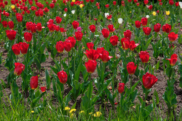 red tulips in the garden