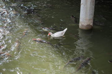 white duck and fish