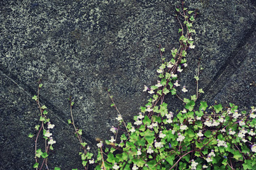 コンクリートのブロック擁壁を這い上るツタバウンランと思われる花を咲かせたつる性植物