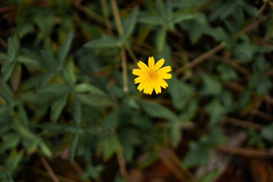 arnica chamissonis in the evening with low saturatrion background