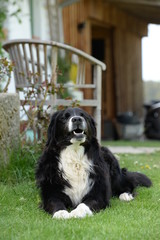 Hier wache ich. Schöner Landseer mix liegt vor dem Haus