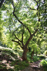Platanus (plane tree) forest in Therma area, Samothraki island, Greece, Aegean sea