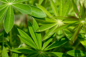 Obraz premium Lupine leaves with a rose in the spring garden. Natural background