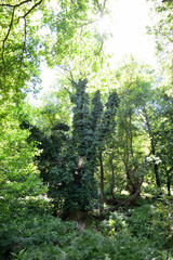 Platanus (plane tree) forest in Therma area, Samothraki island, Greece, Aegean sea