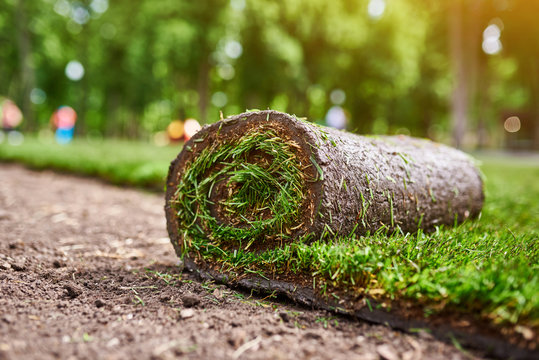 Making New Lawn Using Roll Grass