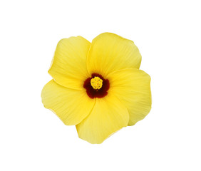 Yellow chaba colorful flowers  blooming isolated on white background , clipping path top view