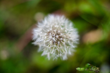 Dandelion in the garden, close-up, macro scale