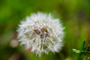 Dandelion in the garden, close-up, macro scale