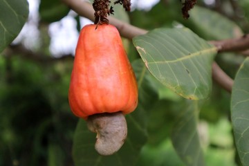 Close-up of cashew with green leaves growing on a tree in the garden.