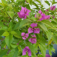 Branch of beautiful pink bougainvillea flowers with green leaves background.