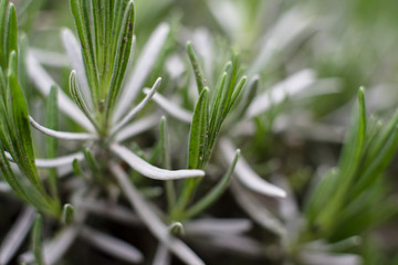 Obraz premium Lavender in the spring in the garden