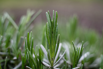 Lavender in the spring in the garden