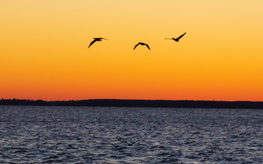 Canada Goose (Branta canadensis) Leading Rest of Flock on Migration South Against a Sunset - Grand Bend, Ontario, Canada