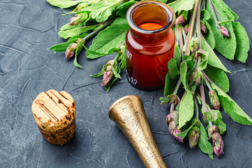 Fresh sage herb