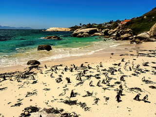 Boulder's Beach, Cape Town, South Africa