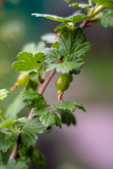 Green gooseberries in the garden in spring. Gardening