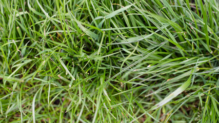 grass, natural background. Grass background