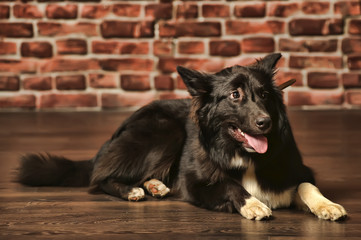black and white big fluffy dog