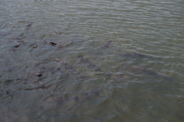 closeup group of fish in river