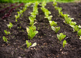 Romain lettuce seedlings in the garden. Gardening