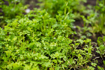 Parsley in the garden. Gardening