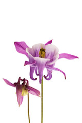 Flower of Aquilegia vulgaris isolated on white background, close up