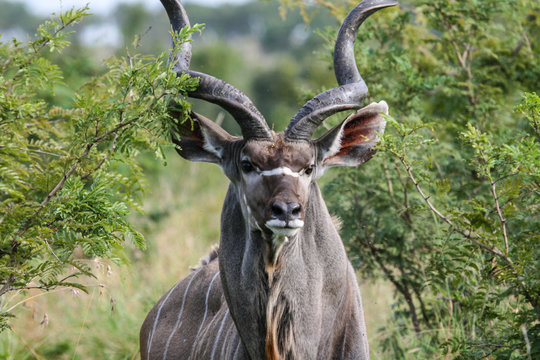 A portrait of an alerted greater kudu (Tragelaphus strepsiceros) bull at the end of the rainy season in the South Africa lowveld.