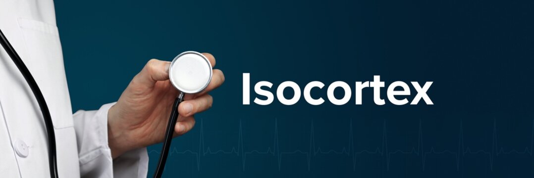 Isocortex. Arzt (isoliert) h&auml;lt Stethoskop in Hand. Begriff steht daneben. Ausschnitt vor blauem Hintergrund mit EKG. Medizin, Gesundheitswesen