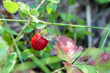 Closeup of ripe wild strawberry hanging on stem on a meadow. Outdoor shoot