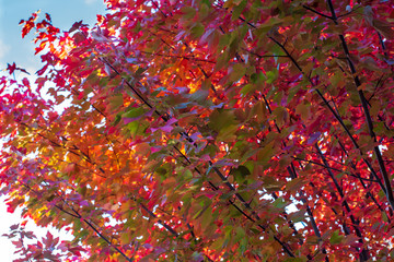 Fototapeta premium Beautiful, colourful leaves decorate the branches of this stunning October Glory maple tree, aka acer rubrum.