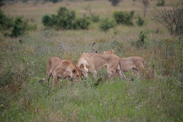 Naklejka na ściany i meble African lionesses (Panthera leo) caressing her injured sister with a cub in the background at the end of the rainy season in the bushveld.