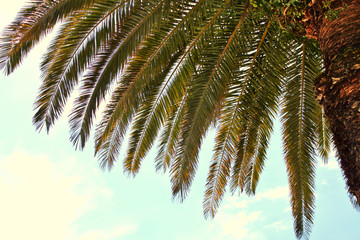 Fototapeta na wymiar Palm branches against the sky 