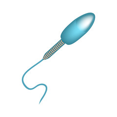 The structure of the sperm. Infographics. Vector illustration on isolated background.