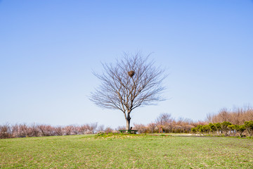나홀로나무 / isolated tree on the field at korea