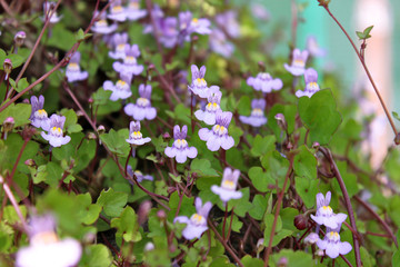 Blooming small purple wildflowers - cymbolaria (Cymbalaria muralis)