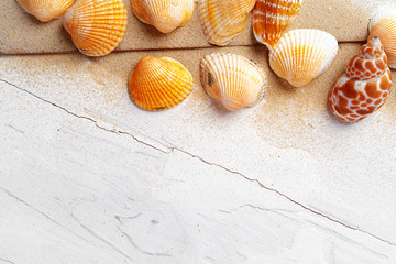 Summer vacation concept with sea shells on white wo9oden planks close up