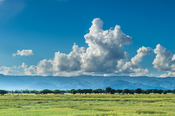 Obraz premium Landscape of field rice with clouds sky