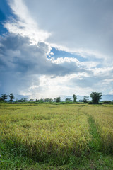 Fototapeta na wymiar Landscape of field rice with clouds sky