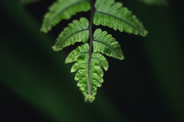 Close-Up Of  Dark green leaves