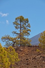 Obraz premium calm mountain landscape around Teide on the Spanish Canary Island Tenerife