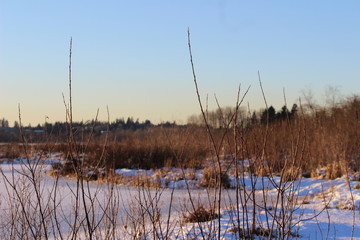 reeds at sunset