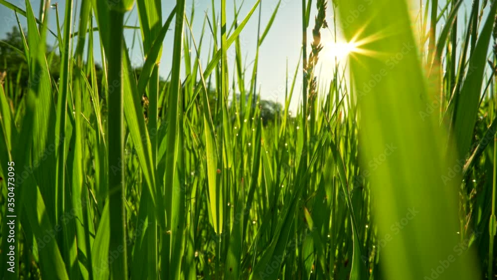 Poster moving forward through ultra macro green blades of grass during sunset. sun rays getting through gra