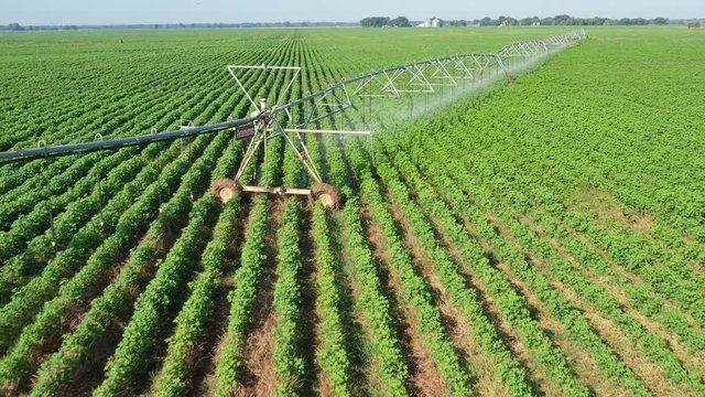 Field of Cotton and a Center Pivot Irrigation System, Burleson County, Texas, USA