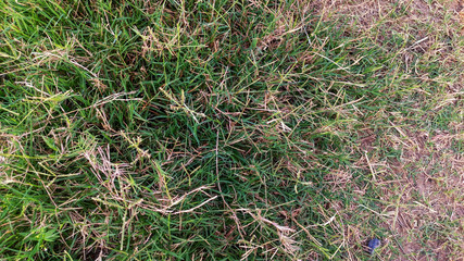 green grass background