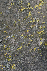 the old concrete wall covered with lichen