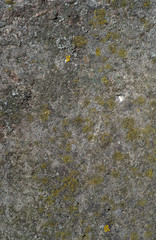 the old concrete wall covered with lichen