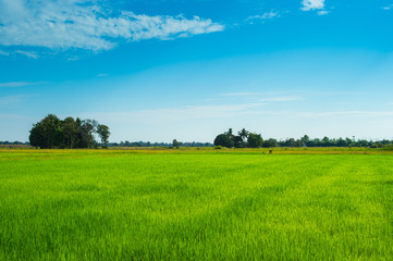 green of field rice with blue sky