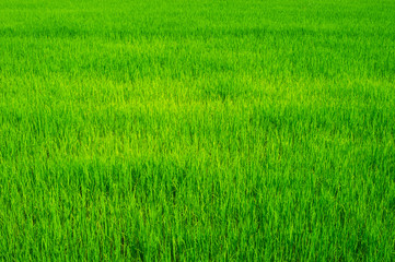 Obraz na płótnie Canvas green of field rice